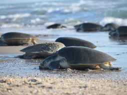 Los investigadores instalaron el sensor a cinco tortugas que llegaron a las cosas de Indonesia para poner huevos. EFE / ARCHIVO