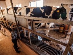 En México se producen 30 millones de litros de leche diarios, de los cuales más de seis millones de litros se producen en Jalisco y representan poco más del 20% del total nacional. EL INFORMADOR/ ARCHIVO