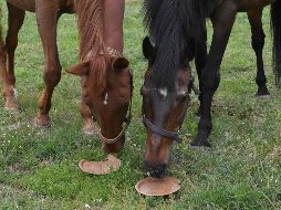 Señalan que los caballos quedaron muertos dispersos en una zona de gran tamaño y parece que fueron cazados. AFP/ARCHIVO