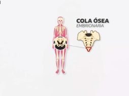 6 partes del cuerpo que ya no necesitamos para nada