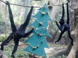Monos araña juegan con un árbol de Navidad con frutas este sábado en el zoológico de Cali. EFE/E. Guzmán