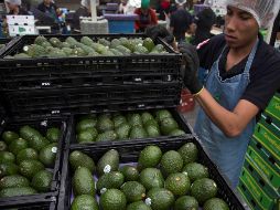 Aguacate local llegará a China antes que a EU
