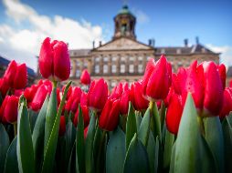 Empresas, embajadas, ministerios y universidades solo podrán referirse a la tierra de los tulipanes como Países Bajos. NTX/DPA/ARCHIVO