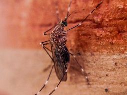 En todo el país se documentaron 191 decesos por esta causa. Es decir, una cuarta parte ocurrió en Jalisco. EL INFORMADOR/Archivo