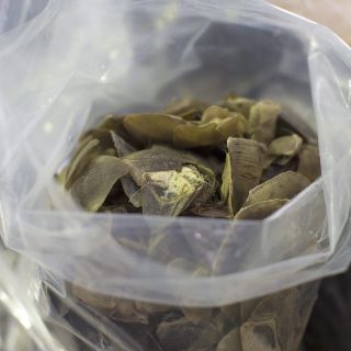 Incautan escamas de pangolín y colmillos de elefante en Vietnam