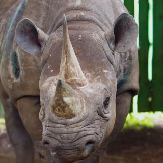 Muere rinoceronte "más longevo del mundo" a los 57 años en Tanzania