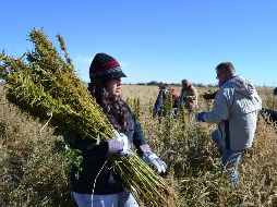 Cerca de 80% de los jornaleros agrícolas enviados son nominales, es decir han sido requeridos por su empleador en más de una ocasión y son contratados en promedio 6.2 meses AP/ ARCHIVO
