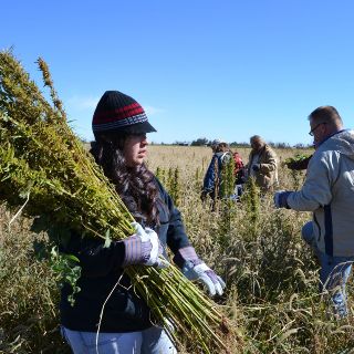 Viajarán a Canadá 600 jornaleros mexicanos de programa temporal
