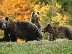 La procuraría de protección ambiental señaló que seguirán desarrollando estrategias y procedimientos de inspección para cuidar de la flora y fauna. AFP / ARCHIVO