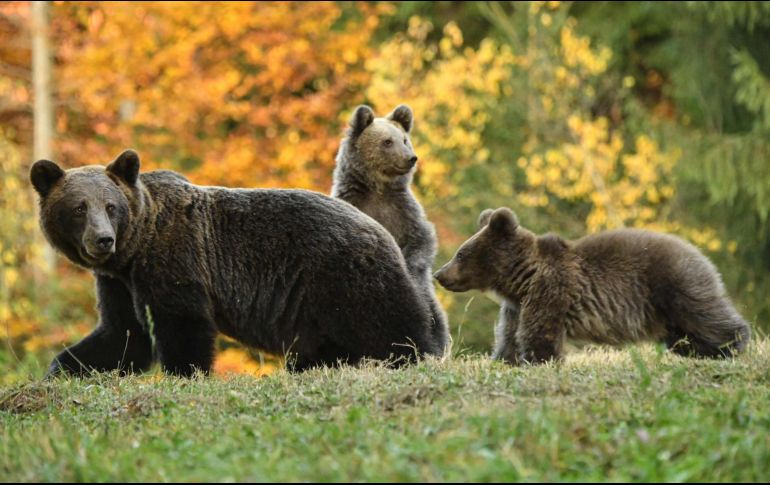 La procuraría de protección ambiental señaló que seguirán desarrollando estrategias y procedimientos de inspección para cuidar de la flora y fauna. AFP / ARCHIVO