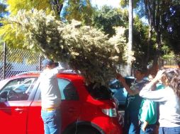 Una parte de estos árboles son convertidos en mulch, es decir, en una cubierta o capa de material orgánico que ayuda a proteger el suelo y generar mejores condiciones de medio ambiente. ESPECIAL/