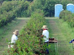 Aprovechan pactos para laborar en EU, Canadá y Alemania