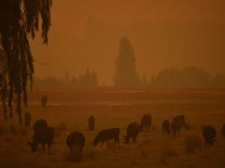 Ganado pasta durante un incendio que pinta de naranja el cielo en Towamba, Nueva Gales del Sur. AFP/P. Parks