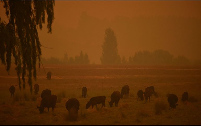 Ganado pasta durante un incendio que pinta de naranja el cielo en Towamba, Nueva Gales del Sur. AFP/P. Parks