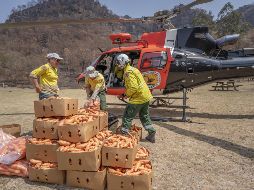 El objetivo de este programa es promover la supervivencia y la recuperación de especies en peligro de extinción como el wallaby de roca. EFE