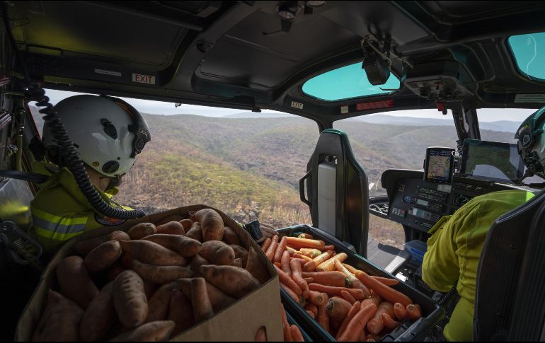 El objetivo de este programa es promover la supervivencia y la recuperación de especies en peligro de extinción como el wallaby de roca. EFE