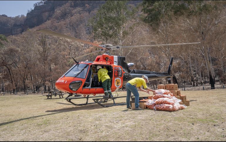 El objetivo de este programa es promover la supervivencia y la recuperación de especies en peligro de extinción como el wallaby de roca. EFE