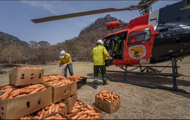El objetivo de este programa es promover la supervivencia y la recuperación de especies en peligro de extinción como el wallaby de roca. EFE