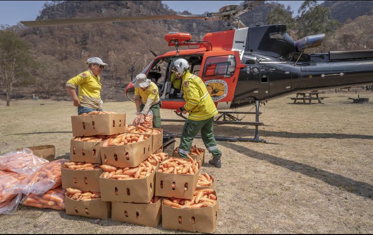 El objetivo de este programa es promover la supervivencia y la recuperación de especies en peligro de extinción como el wallaby de roca. EFE