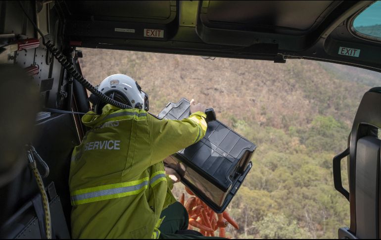 El objetivo de este programa es promover la supervivencia y la recuperación de especies en peligro de extinción como el wallaby de roca. EFE