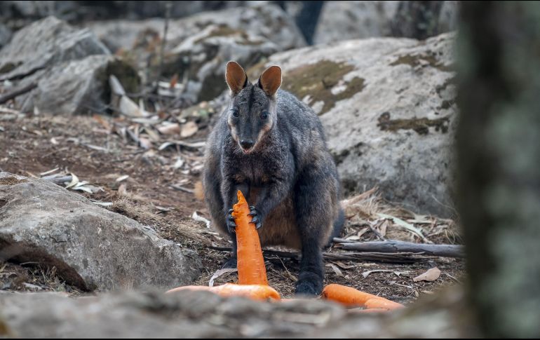 El objetivo de este programa es promover la supervivencia y la recuperación de especies en peligro de extinción como el wallaby de roca. EFE