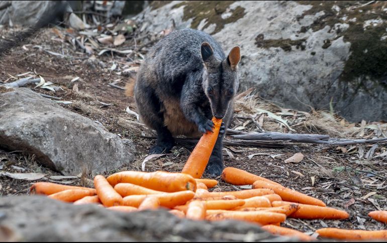 El objetivo de este programa es promover la supervivencia y la recuperación de especies en peligro de extinción como el wallaby de roca. EFE
