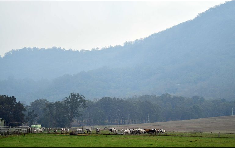 Ganado pasta mientras llueve en Nowra, en el estado de Nueva Gales del Sur. AFP/S. Khan