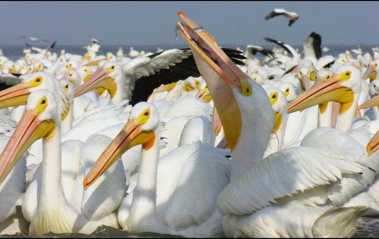 Pelícanos borregones. Tras una larga migración, estos bellos animales llegan a nuestro país a pasar el invierno. CORTESÍA