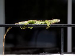 Autoridades no aconsejan a los habitantes llevar a las iguanas a sus hogares para calentarlas, porque al descongelarse es posible que se comporten de forma agresiva. AP/ARCHIVO