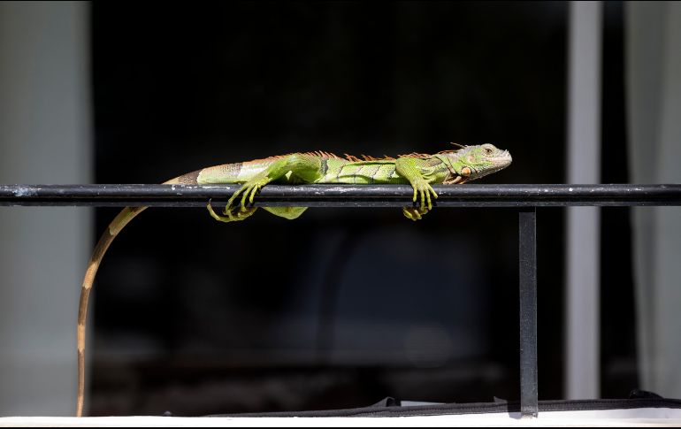 Autoridades no aconsejan a los habitantes llevar a las iguanas a sus hogares para calentarlas, porque al descongelarse es posible que se comporten de forma agresiva. AP/ARCHIVO