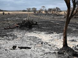 La lluvia de los recientes días ayudó a mantener bajo control los incendios que asolaban el sureste del país. AFP / ARCHIVO