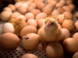 Triturar crías de gallinas vivas es una práctica cuestionada, pero extendida en la industria avícola. AFP / ARCHIVO