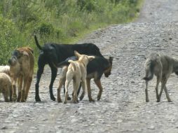 Los animales presuntamente fueron envenenados; La Fiscalía General del Estado inició una investigación de los hechos. EL INFORMADOR / ARCHIVO