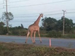 Imágenes de televisoras locales muestran al enorme animal deambulando por la carretera antes de desaparecer en el bosque. ESPECIAL
