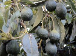 Los terrenos clausurados están localizados en los municipios de Sayula, Concepción de Buenos Aires y San Gabriel. NTX / ARCHIVO