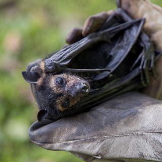 Apuntan a murciélagos como origen del coronavirus