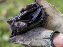 El coronavirus 2019-nCoV surgió a finales de diciembre en la ciudad de Wuhan, China. EFE / ARCHIVO