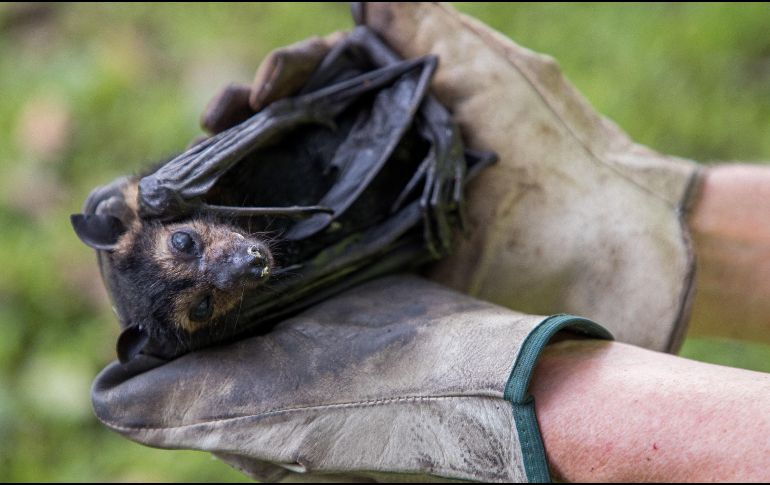 El coronavirus 2019-nCoV surgió a finales de diciembre en la ciudad de Wuhan, China. EFE / ARCHIVO