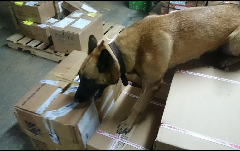 Los paquetes fueron puestos a disposición del agente del Ministerio Público de la Federación, quien dará seguimiento a las investigaciones. EL INFORMADOR / ARCHIVO