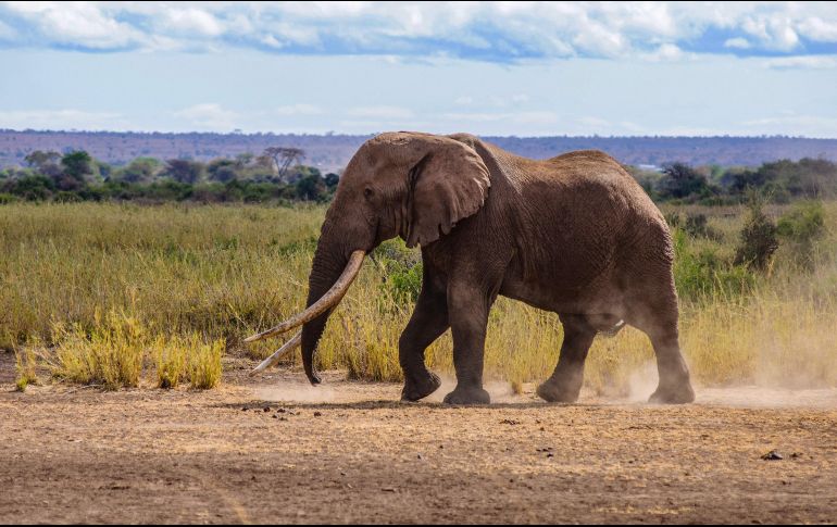 El elefante había logrado sobrevivir a los cazadores furtivos y granjeros enojados en el pasado. AFP / WILDLIFEDIRECT/ P. Obuna