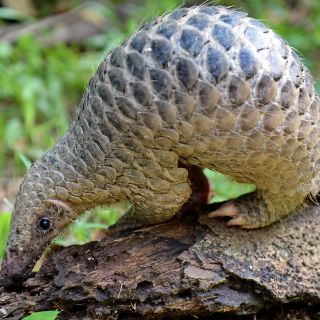 Identifican al pangolín como eslabón en la transmisión del coronavirus