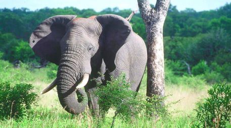 los cazadores profesionales que compraron las licencias pueden venderlas para obtener mayores 
