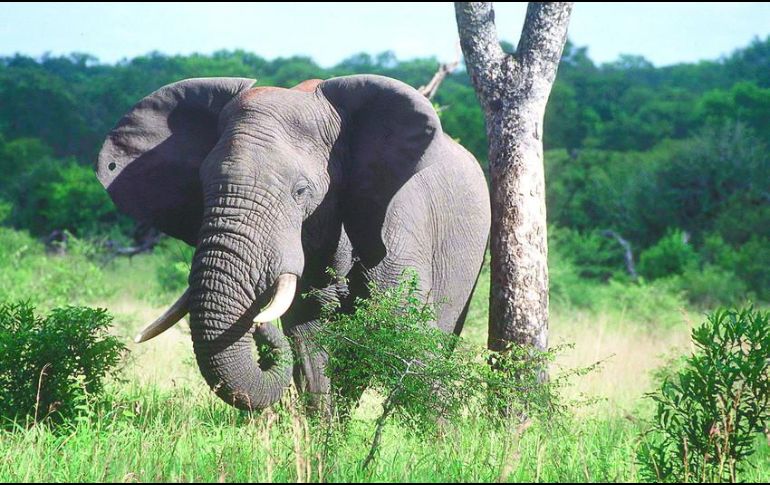 los cazadores profesionales que compraron las licencias pueden venderlas para obtener mayores 