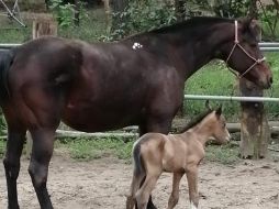 El caballo, explicó la comisaría, es hijo de de “Lobo” y “Leda”, dos caballos de la raza “cuarto de milla”, que a lo largo de sus vidas se han encargado de ayudar en el patrullaje de las áreas verdes del Municipio. ESPECIAL / Policía de Guadalajara