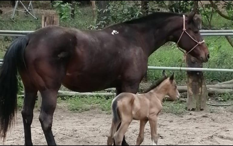 El caballo, explicó la comisaría, es hijo de de “Lobo” y “Leda”, dos caballos de la raza “cuarto de milla”, que a lo largo de sus vidas se han encargado de ayudar en el patrullaje de las áreas verdes del Municipio. ESPECIAL / Policía de Guadalajara