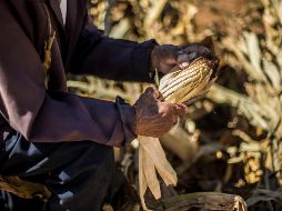 Por ser el Estado que más aporta en el desarrollo agroalimentario, Jalisco tiene que ser el primero en cambiar los paradigmas y sistemas de producción hacia los objetivos del desarrollo sostenible de la ONU. EL INFORMADOR / ARCHIVO