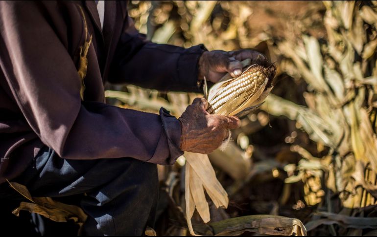 Por ser el Estado que más aporta en el desarrollo agroalimentario, Jalisco tiene que ser el primero en cambiar los paradigmas y sistemas de producción hacia los objetivos del desarrollo sostenible de la ONU. EL INFORMADOR / ARCHIVO