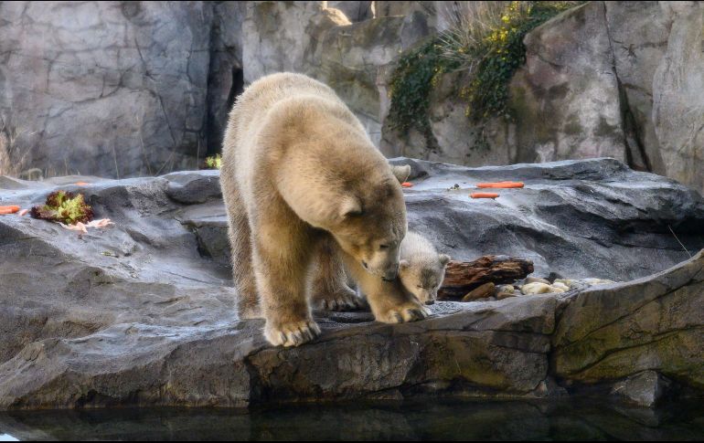 El animal, que ahora pesa unos doce kilos, dio sus primeros pasos cuando tenía diez semanas. EFE / D. Novotny