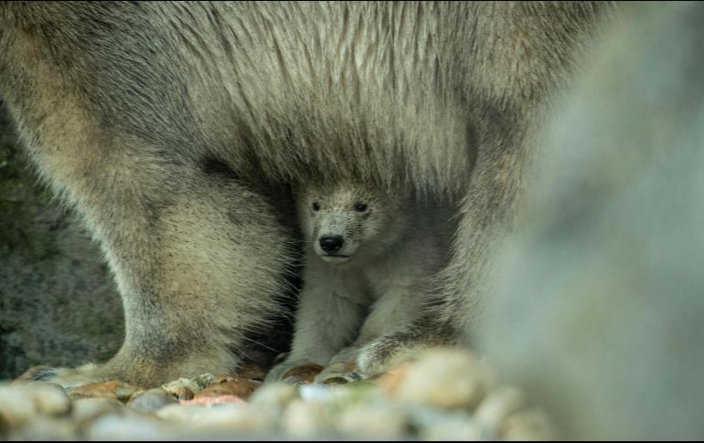 El osito nació el pasado 9 de noviembre, junto a un hermano mellizo que murió el mismo día. EFE / D. Novotny