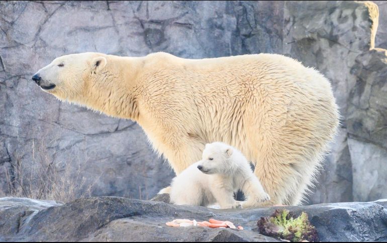 En su primer paseo por el exterior del recinto, el oso se mostró muy activo y curioso, aunque no se alejó mucho de su madre. EFE / D. Novotny
